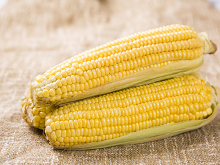 转基因玉米、大豆审批加速，多家种业公司股价大涨