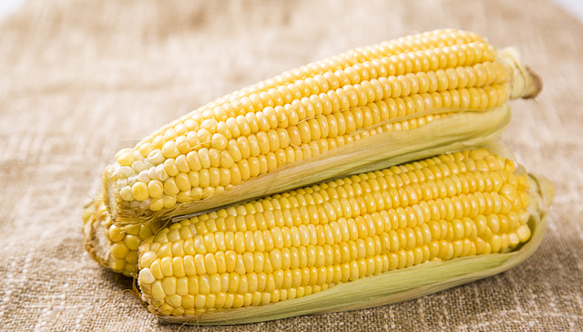 转基因玉米、大豆审批加速，多家种业公司股价大涨