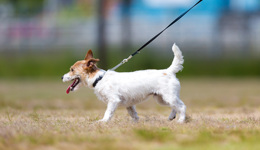 地方新聞精選 | 合肥：寵物狗出門不拴繩一律捕捉 鄭州：到2025年職校畢業(yè)生60％以上留鄭