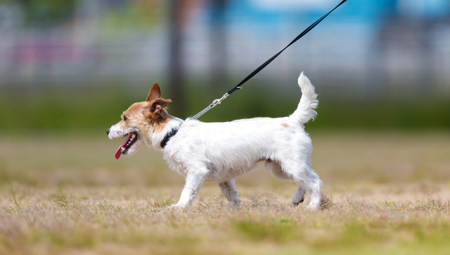 地方新闻精选 | 合肥：宠物狗出门不拴绳一律捕捉 郑州：到2025年职校毕业生60％以上留郑