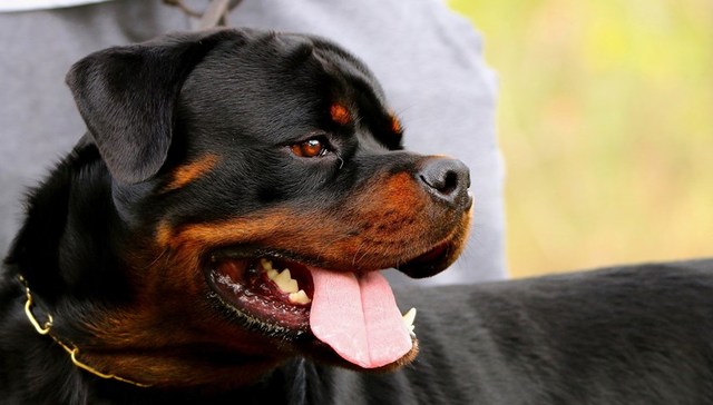 地方新闻精选 | 四川警方辟谣咬人犬只系女童家自养 重庆一保安驱赶处置校园流浪狗被停职