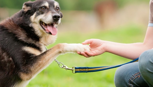 【观察】应尽快建立全国统一宠物犬禁养名单
