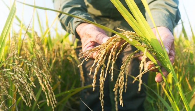 2023年中国粮食产量有望再创新高，连续9年保持在1.3万亿斤以上