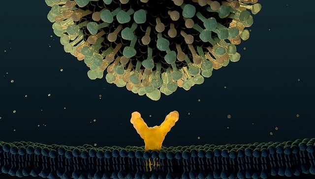 默沙东与第一三共大手笔合作后，科伦博泰两个同靶点新药被退货