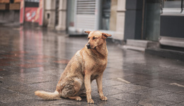 沒有流浪狗，城市就體面和安全了嗎？