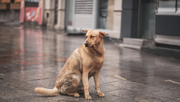 动物保护,流浪狗,流浪动物