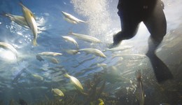 地方新聞精選 | 知名潛水員韓颋遺體已被打撈上岸 秦始皇陵發(fā)現(xiàn)國內(nèi)最早四輪馬車實(shí)物資料