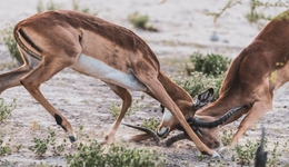疯狂小杨哥怒怼李佳琦，草根出身均曾被王海打假，相煎何急？