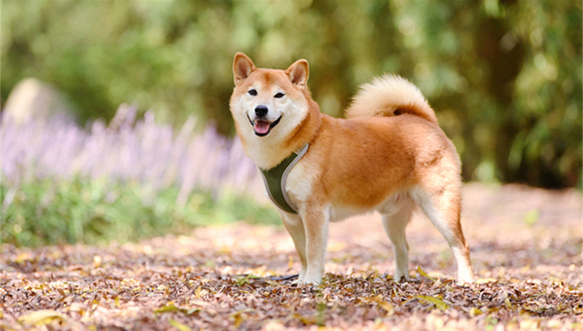 中宠股份、乖宝宠物、佩蒂股份等，宠物食品上市公司三季报哪家强？
