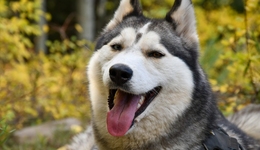 從藏獒到哈士奇，在城里飼養(yǎng)大型犬背后的生意