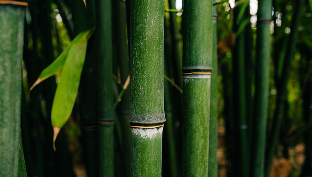 深港两地将开展碳市场联通合作；发改委等部门推动“以竹代塑”| ESG周报