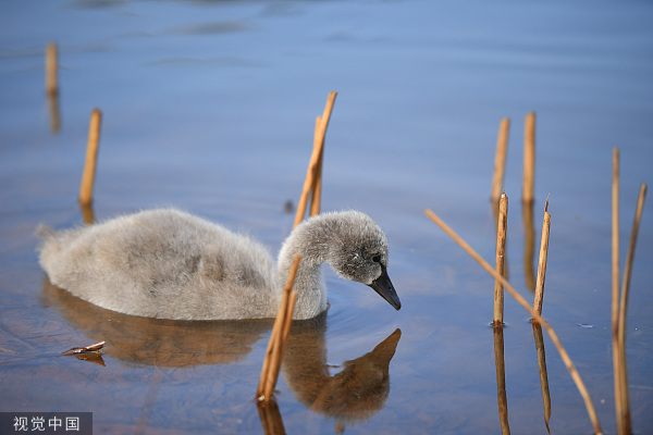 创作于180年前的《丑小鸭》，是否仍在被我们误解或简化？
