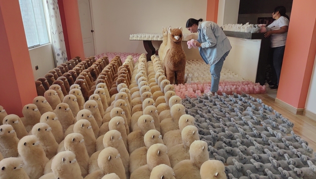 一群小羊驼勇闯中国市场之旅｜进博新机遇