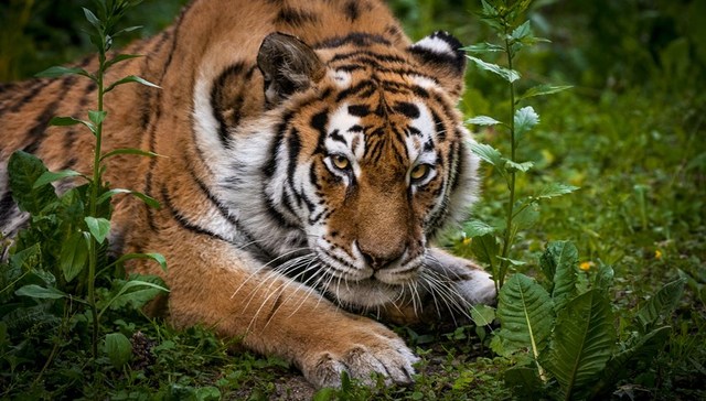 猛虎出没：碎片化东北虎栖息地亟待修复