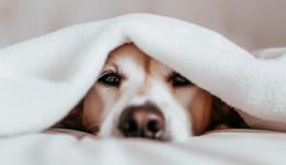 人宠关系升级，食品饮料品牌如何“伺宠而娇”？