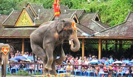 全國首例亞洲象公益訴訟案原告敗訴，法院：合理馴養(yǎng)不是虐待