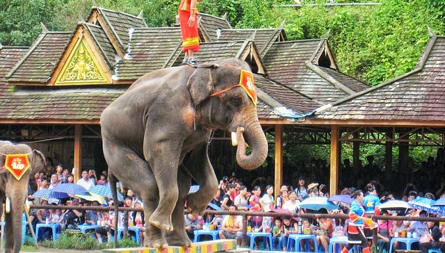 全国首例亚洲象公益诉讼案原告败诉，法院：合理驯养不是虐待