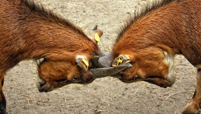 林清轩,香奈儿,美妆产品,高端市场,