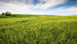 定增73.5亿，新希望为“过冬”添厚衣、储粮草？