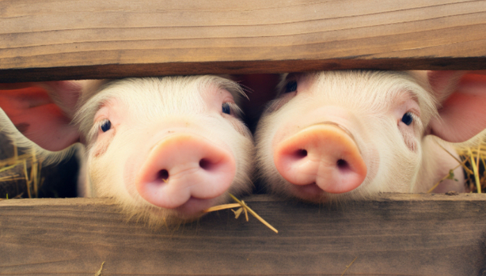 顺鑫农业,猪周期,房地产,营收,