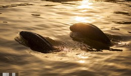 地方新聞精選｜江西啟動(dòng)枯水期長(zhǎng)江江豚保護(hù)紅色預(yù)警 黑龍江省政協(xié)原副主席曲敏被雙開(kāi)