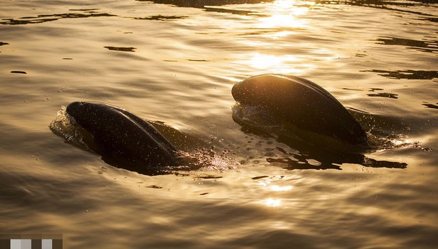 地方新闻精选｜江西启动枯水期长江江豚保护红色预警 黑龙江省政协原副主席曲敏被双开