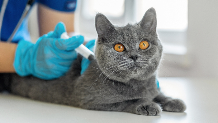 多个国产猫三联疫苗通过应急评价,“妙三多”一家独大情况将被改变