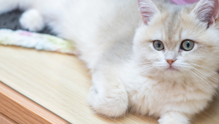 周边产品,宠物经济,市场竞争,