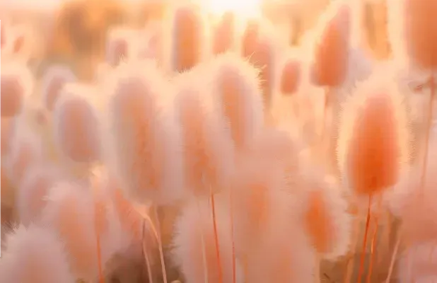 2024年彩通年度色彩是它