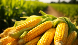 直通部委｜糧食產(chǎn)量連續(xù)9年保持在1.3萬(wàn)億斤以上 涉彩禮糾紛案件近年呈上升趨勢(shì)