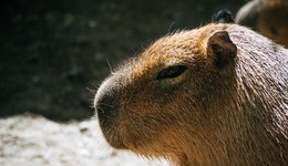 佛系的动物IP火了，网梗如何变成“真金白银”？