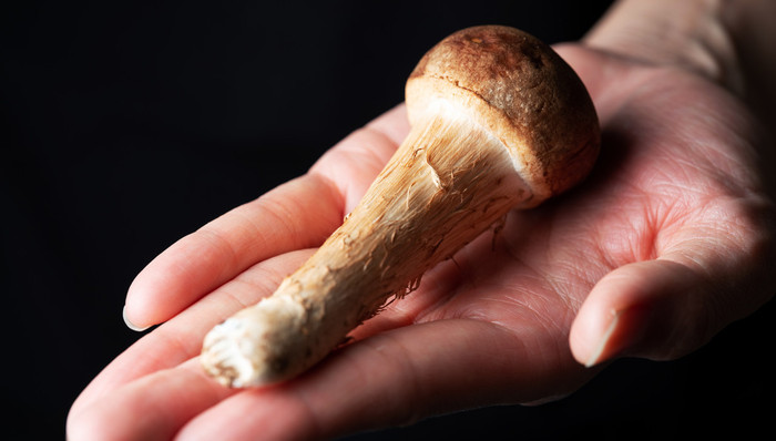 环境保护,思想武器,博物,人类学,资本主义,少数民族