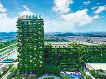 月薪1万，碧桂园杨惠妍、莫斌降薪，高管配车也要全部卖掉