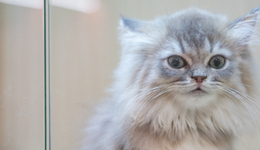 拿捏爱宠心理，“毛孩子”成品牌营销最大赢家?