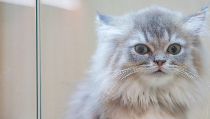 年轻人,宠物,情感寄托,品牌营销,