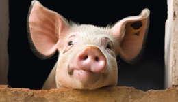 新希望和刘永好，绝不认输