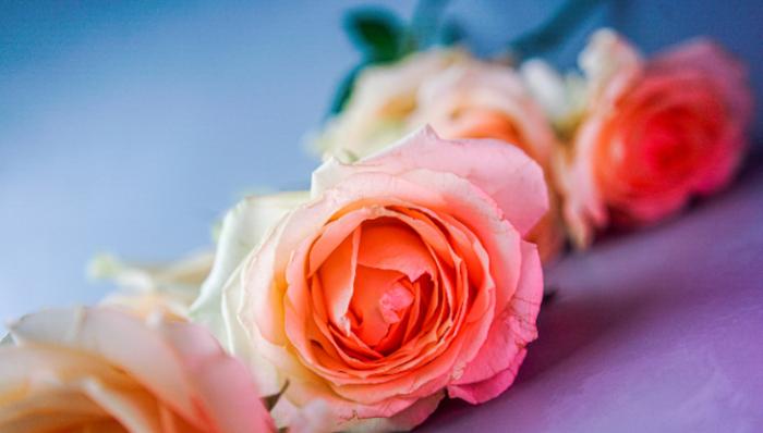 鲜花,花卉交易,云南,