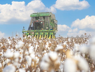 2023年新棉已交售98.2%，商业库存提升棉花收购价格走低