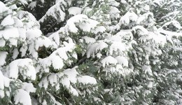 地方新聞精選｜江西70個縣市區(qū)出現(xiàn)雨夾雪或雪 內(nèi)蒙古警方破獲涉案15億網(wǎng)絡(luò)傳銷案