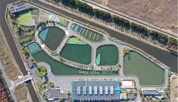 江豚幼豚出现、中华鲟数量增加……长江口水生生物多样性恢复向好｜十年禁渔看长江