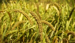 【观察】粮食主产区利益省际间如何补偿？测算贡献度是操作难点