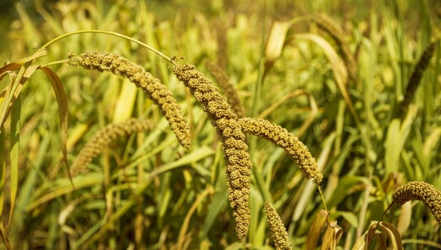 【观察】粮食主产区利益省际间如何补偿？测算贡献度是操作难点