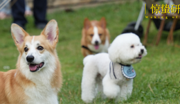 線下消費(fèi)新場景，靠寵物社交能打開嗎？