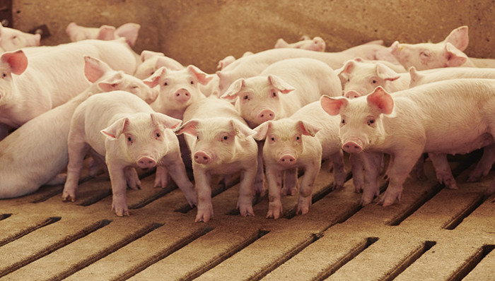 股价连跌三年，猪肉股能抄底了吗？| A股2024投资策略④