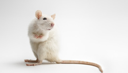 卑微戏谑，搞搞玄学 | 2023年网络文化盘点