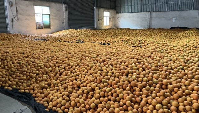 迎来丰产年之后，老牌水果赣南脐橙遭遇降价滞销