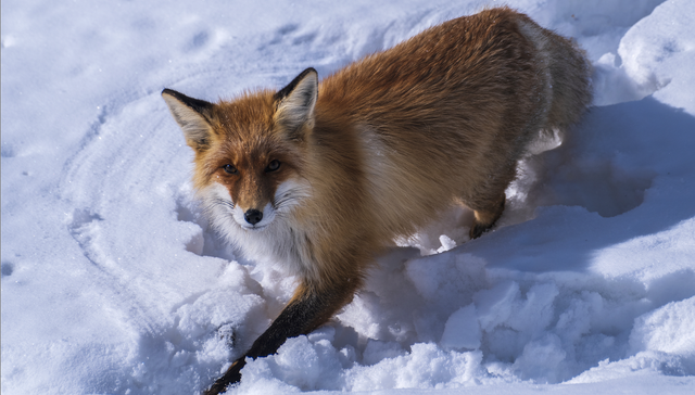 喀纳斯；新疆；旅游