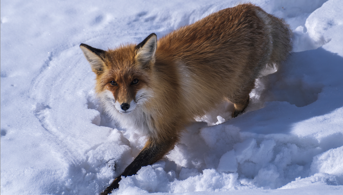 喀纳斯；新疆；旅游