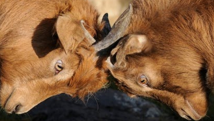 新能源汽车,问界,小米汽车,华为,