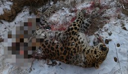 地方新聞精選｜國內(nèi)首次發(fā)現(xiàn)東北虎捕食東北豹 河南查處一批散布“地域黑”賬號